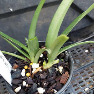 Sarcochilus Orchid Seedling
