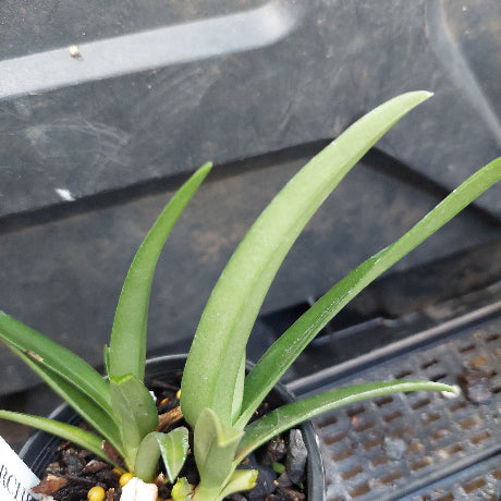 Sarcochilus Orchid Seedling