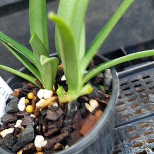 Sarcochilus Orchid Seedling