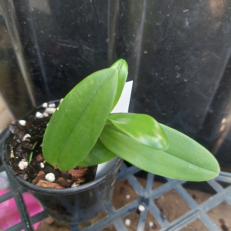 Dendrobium Orchid Pink