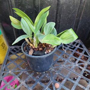 Dendrobium Orchid Seeding