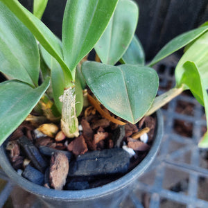 Dendrobium Orchid Seeding