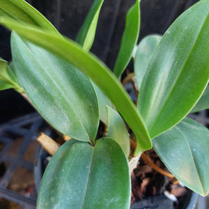 Dendrobium Orchid Seeding