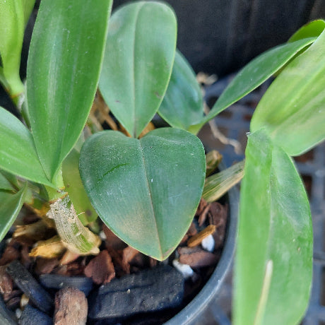 Dendrobium Orchid Seeding