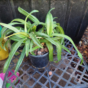 Sarcohilus Orchid Seedling