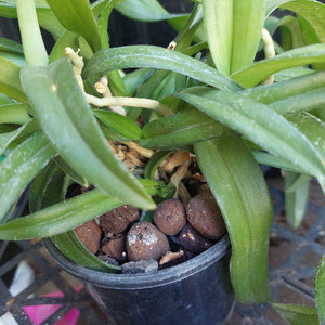 Sarcohilus Orchid Seedling