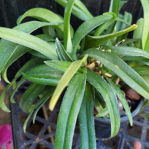 Sarcohilus Orchid Seedling