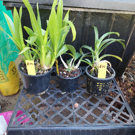 Sarcohilus Orchid Seedling