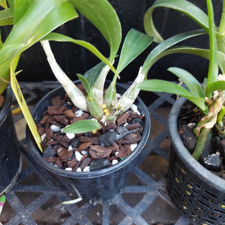 Sarcohilus Orchid Seedling