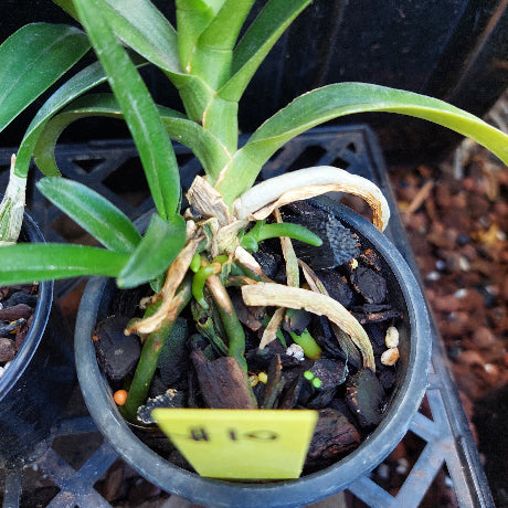 Sarcohilus Orchid Seedling