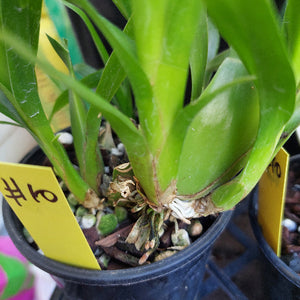 Sarcohilus Orchid Seedling