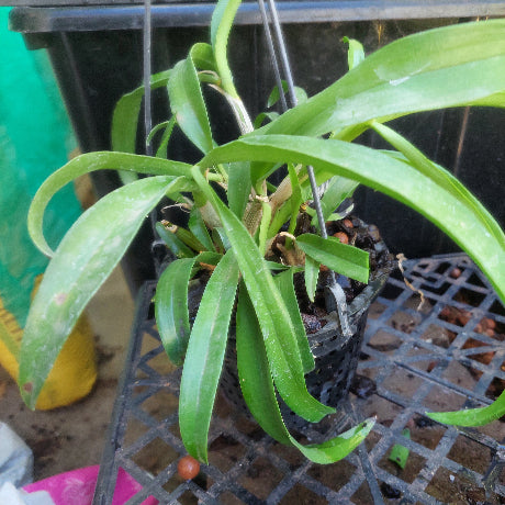 Laelia Orchid