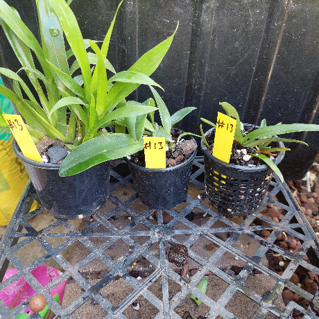 Selected Orchid Pack