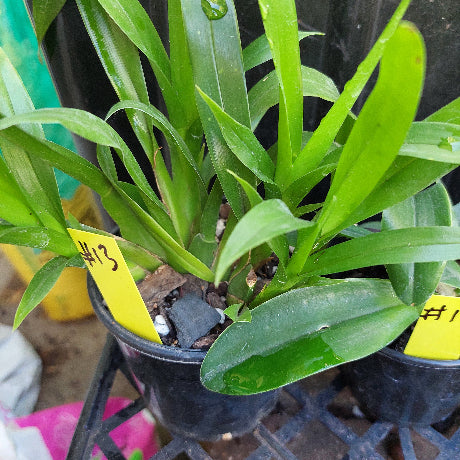 Selected Orchid Pack