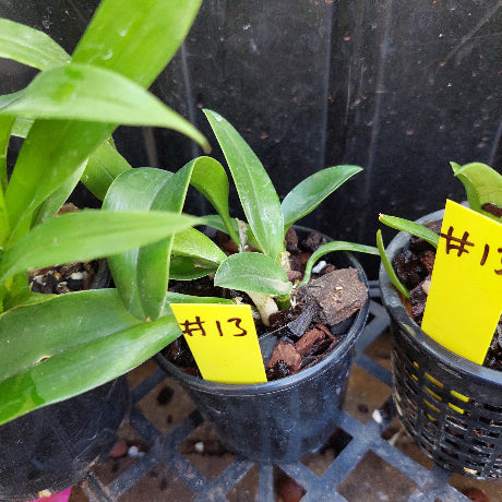 Selected Orchid Pack