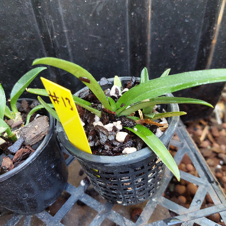 Selected Orchid Pack