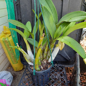 Dendrobium Speciosum Orchid