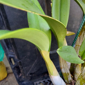 Dendrobium Speciosum Orchid