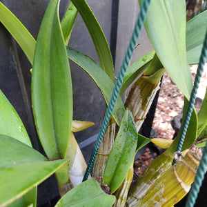 Dendrobium Speciosum Orchid