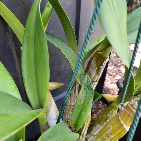 Dendrobium Speciosum Orchid