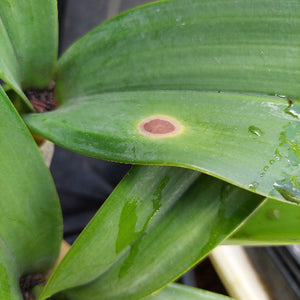 Dendrobium Speciosum Orchid