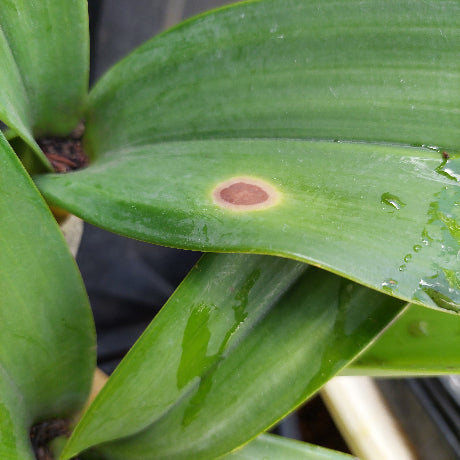 Dendrobium Speciosum Orchid