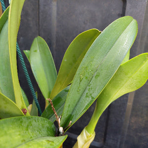 Dendrobium Speciosum Orchid