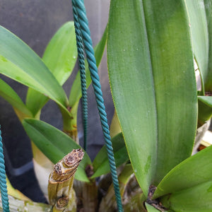 Dendrobium Speciosum Orchid