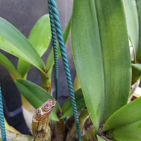 Dendrobium Speciosum Orchid