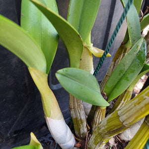 Dendrobium Speciosum Orchid