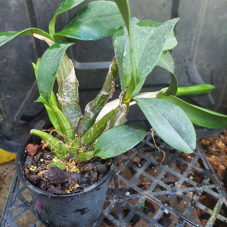 Dendrobium Speciosum Orchid