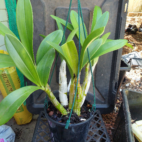 Dendrobium Speciosum Orchid