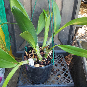 Dendrobium Speciosum White