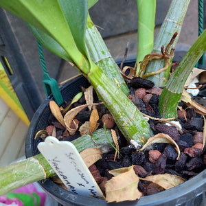 Dendrobium Speciosum White