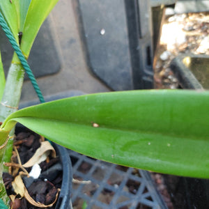 Dendrobium Speciosum White