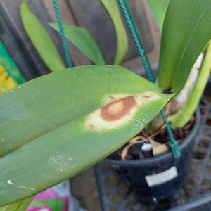 Dendrobium Speciosum White