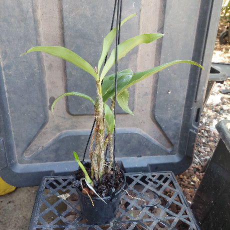 Dendrobium Brimbank Uluru Orchid