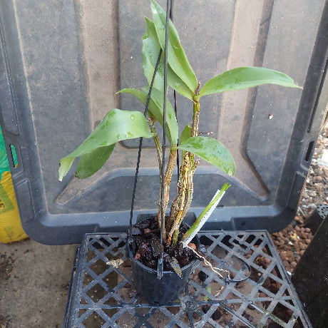 Dendrobium Brimbank Uluru Orchid