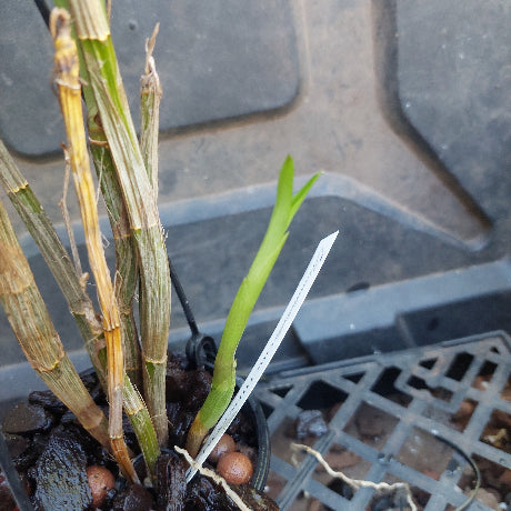 Dendrobium Brimbank Uluru Orchid