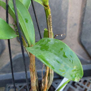 Dendrobium Brimbank Uluru Orchid