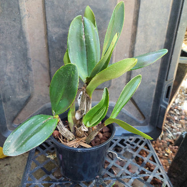 Dendrobium Orchid Division