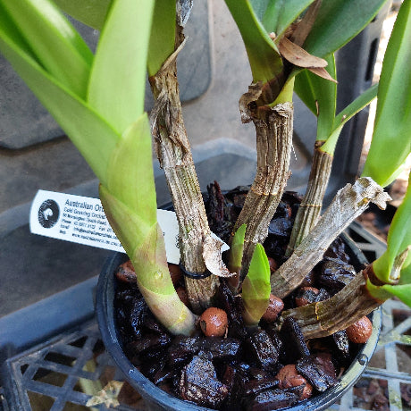 Dendrobium Lochiel 'Yellow Bird' x Den. Spec. Maximus Division 140mm O ...