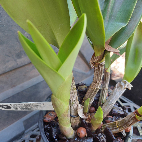 Dendrobium Lochiel 'Yellow Bird' x Den. Spec. Maximus Division 140mm O ...