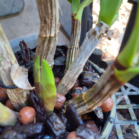 Dendrobium Lochiel 'Yellow Bird' x Den. Spec. Maximus Division 140mm O ...