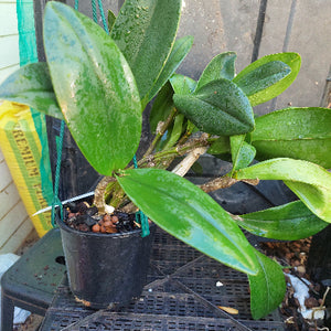 Dendrobium Avrils Gold