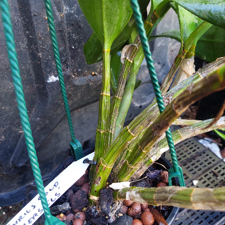 Dendrobium Avrils Gold