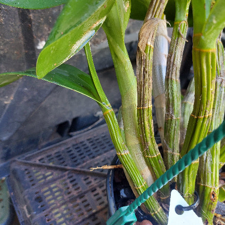 Dendrobium Avrils Gold