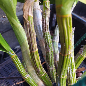 Dendrobium Avrils Gold
