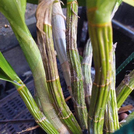 Dendrobium Avrils Gold