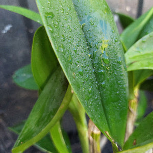 Dendrobium Avrils Gold